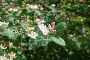 Poster - Close shot of pink flowers and buds of Lonicera bella in mid May