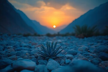 Wall Mural - Agave Plant Amidst Rocks with Sunset in the Background