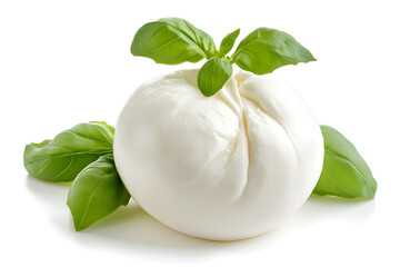 Wall Mural - Fresh piece burrata cheese with basil close up isolated on white background