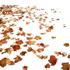 Falling Autumn Leaves