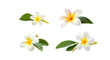 © wanna - Set of trumpet flowers with separate leaves on a white background.