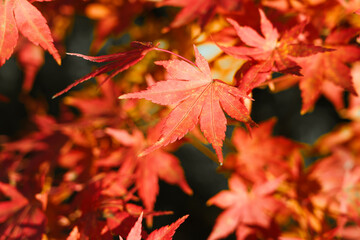 Wall Mural - beautiful maple leaves on the tree in autumn season.