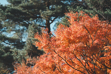 Wall Mural - beautiful maple leaves on the tree in autumn season.