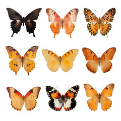 Poster - PNG real pressed butterfly design element set, transparent background