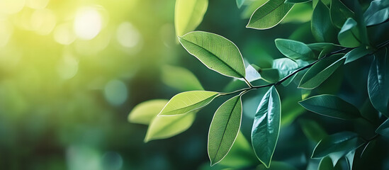 Soft focus creates a beautiful green leaves background offering a selective view with ample copy space image