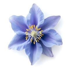 Top view a Colorado blue columbine flower isolated on a white background, suitable for use on Valentine's Day cards, love letters, or springtime designs.


