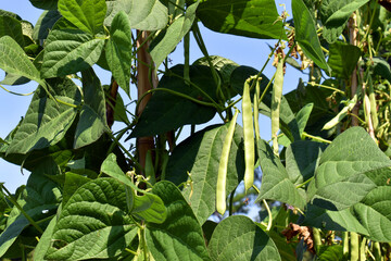 Green bean pods in a vegetable garden