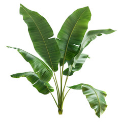Tropical Banana Tree with Green Lush Leaves Isolated on a Black Background