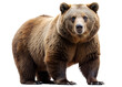 © PNG Factory - PNG grizzly bear front view isolated transparent