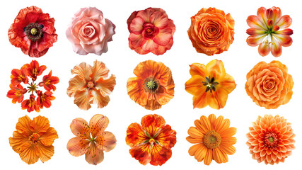 Poster - PNG orange flower element set, transparent background