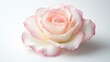 © Elkhan Babayev - Blooming white and pink rose with soft petals isolated on a white background.