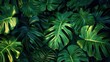 © yachyah - Tropical Leaf Background