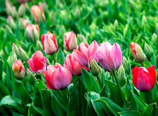 red tulips in the garden