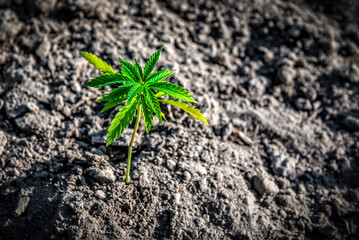 Cannabis seedlings are grown on soil. Growing marijuana for medical purposes