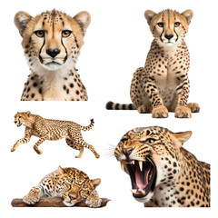 Sticker - PNG cheetah wildlife design element set, transparent background