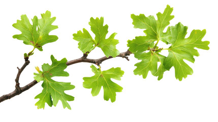 fresh green fig leaves on a branch isolated on transparent background