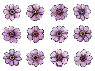 Anemone flower clipart design illustration