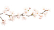 © Sawitree - Delicate cherry blossom branch with soft pink flowers against a white background, perfect for springtime designs and promotions.