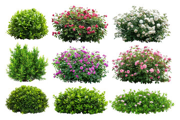 Poster - PNG flower bush design element set, transparent background