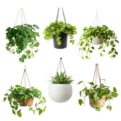 Poster - PNG hanging plant design element set, transparent background