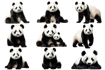 Poster - PNG panda wild animal design element set, transparent background