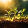© Arber - Seedlings in the soil on sunny day in the garden in summer