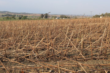 postharvest sunflower residues in the field