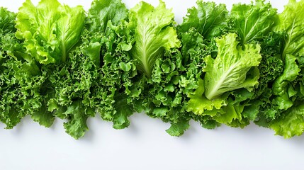 green lettuce leaves on white background for salad