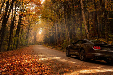 Car on a dirt road in the autumn forest. Sunlight breaks through the tree branches and fog at the end of the road.
