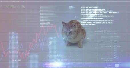 Cat sitting with financial data and coding animation over background