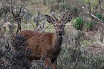 Wall Mural - red deer