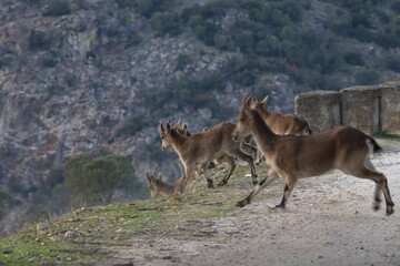 Wall Mural - iberian ibex