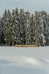 Winter forest with Stack of wood