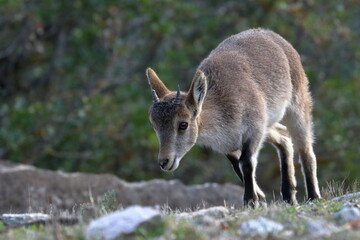 Wall Mural - iberian ibex