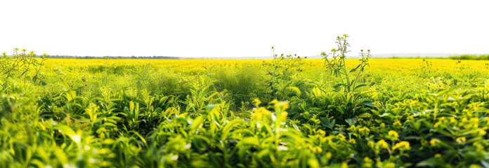 Canvas Print - PNG Vibrant yellow field wallpaper