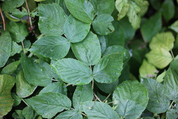 Raspberry plant leaves growing in the summer garden.