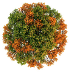 Wall Mural - png vibrant autumn tree top view