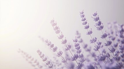 Poster - A detailed shot of delicate lavender flowers in full bloom, with a focus on their soft purple hues and fine details, against a clear sky or neutral background.