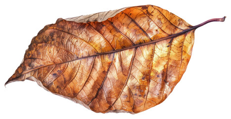 Poster - PNG Dried autumn leaf close-up