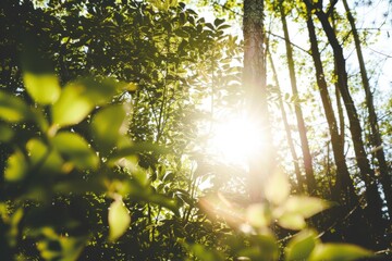 Wall Mural - A tree with leaves is in the sun