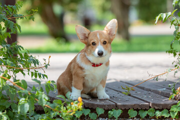 A puppy is a Welsh Corgi dog on a summer walk