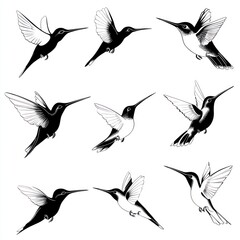 Sticker - A collection of stylized hummingbird illustrations in various poses and orientations.