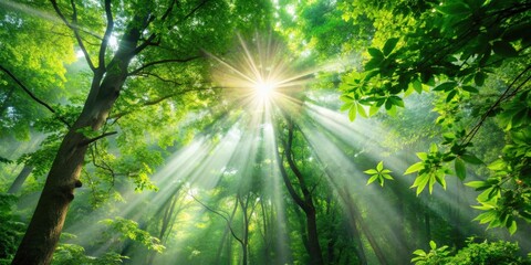 Poster - Sun rays shining through lush green tree leaves in a forest , sunlight, nature, trees, rays, foliage, green, tranquility
