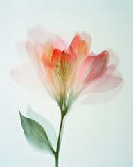 Aufkleber - Artistic Abstract of Single Red Alstroemeria Flower Using Long Exposure Techniques on Soft White Background