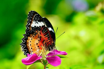 Wall Mural - butterfly on flower