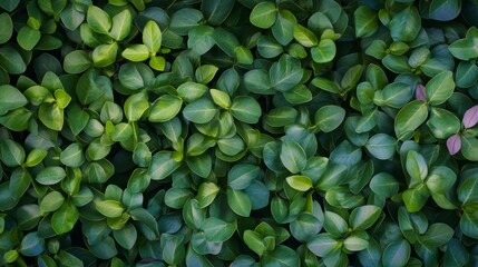Poster - Aerial View of Symmetrical Pattern of Green Leaves Geometric Textured Background with Diffused Natural Light and Emphasized Detail