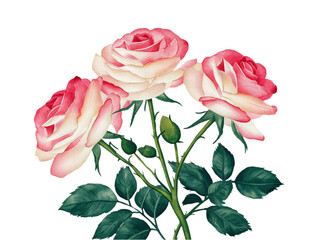 Poster - Watercolor Illustration Of A Group Of Beautiful Roses On Transparent Background