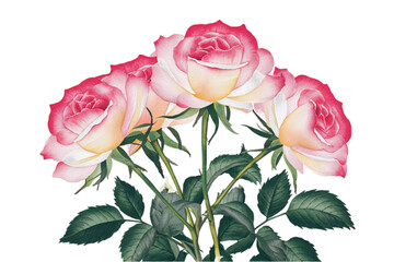 Wall Mural - Watercolor Illustration Of A Group Of Beautiful Roses On Transparent Background