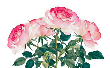 Poster - Watercolor Illustration Of A Group Of Beautiful Roses On Transparent Background