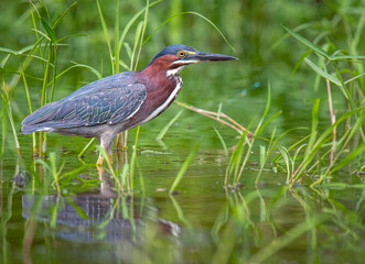 Wall Mural - Green Heron in Wisconsin Wetland